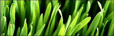 Grassy lawn