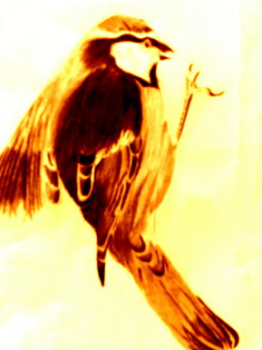 Bird