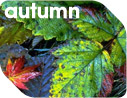 Autumn screensaver