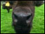 Bison