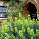 Euphorbia characias subsp. wulfenii, Spurge