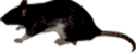 A London rat also believed to have carried the Black Death around the world