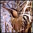 Bittern