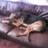 Oh to be a dog, wiping it on expensive leather sofas. Schweet.