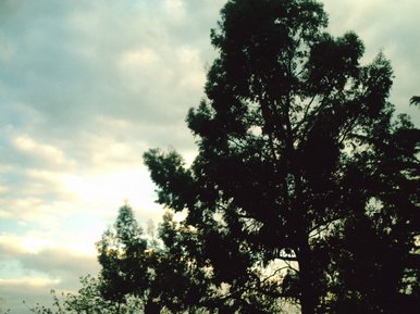 Simply a tree
