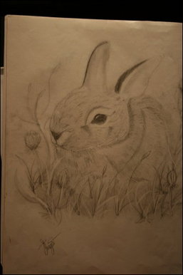 Bunny