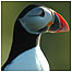 Islands index (Image: Puffin)