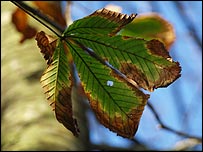 Autumn leaf