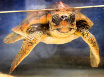 Flash the turtle