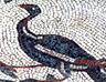 A long-tailed bird