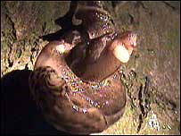 Slug sex