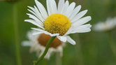 Sunset daisy...