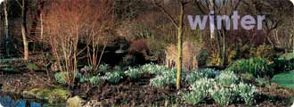 Winter garden