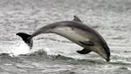 Dolphins and porpoises