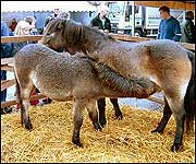 Bampton Fair