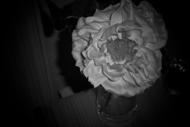 Spotlight Plant