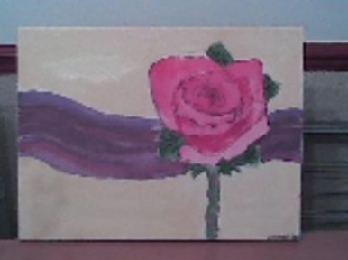 My rose