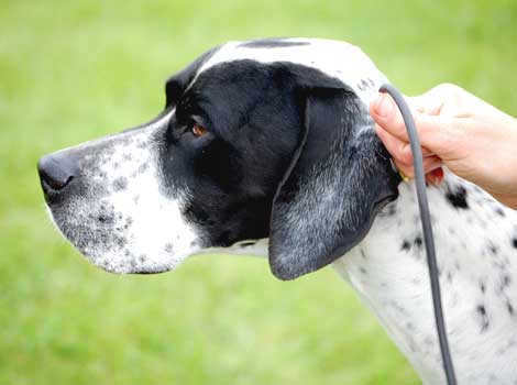 Dog show