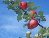 An Apple Tree