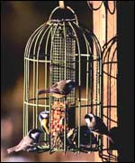 Hungry winter birds