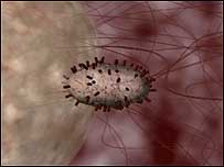 Flu virus