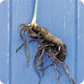 A tuber