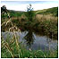 Bogs c/o John Wilson