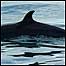 Whale film (Image:Whale watching)