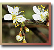 Blackthorn Blossom