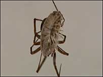 Spider