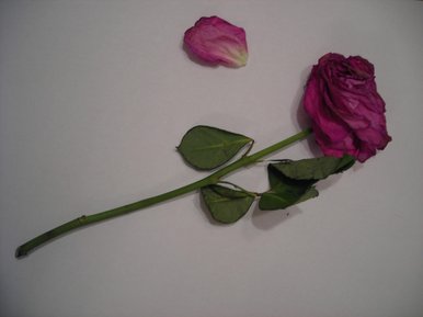 Roses for the Dead