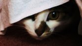 My cat