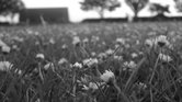 Daisies in a...