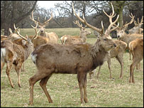 Sika deer