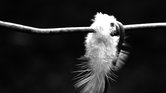 Feather