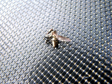 Golden Fly?