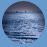 the ocean