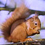 Activities Index (Image: Red Squirrel)