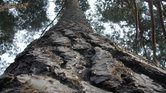 Scots Pine Scots Pine