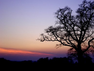 By the oak tree