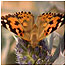 Blakeney (Image: Butterfly)