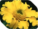 Half-hardy annuals