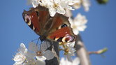 butterfly in...